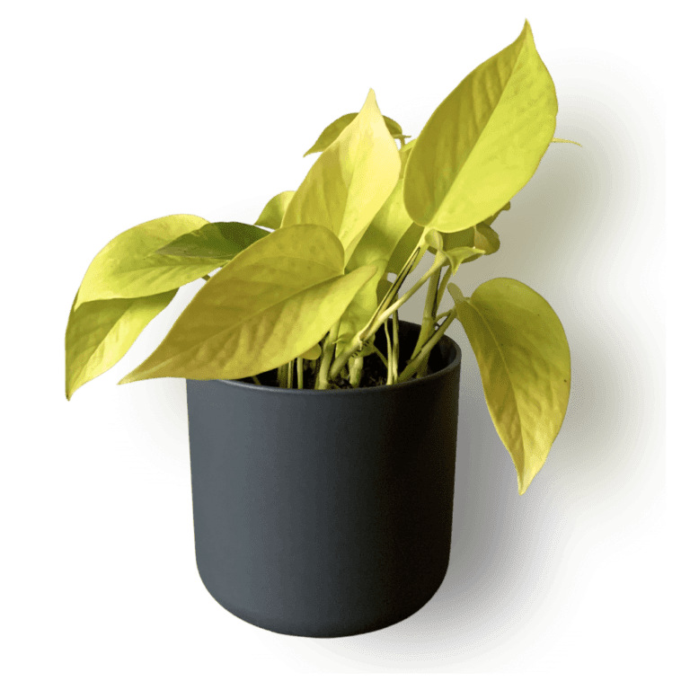 Buy the epipremnum ‘golden pothos’ ⋆ Leafy Life ⋆ A neon yellow plant