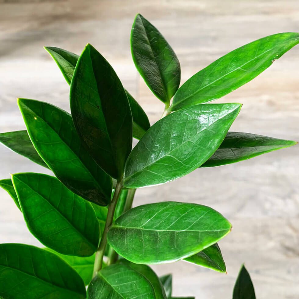 how to care for zamioculcas zamiifolia ⋆ Leafy Life