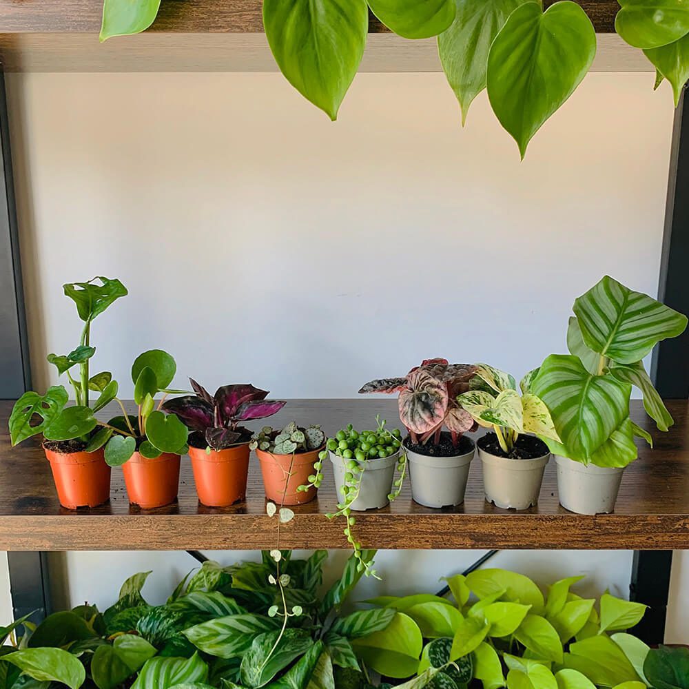 baby plants (pack of 8) ⋆ Leafy Life