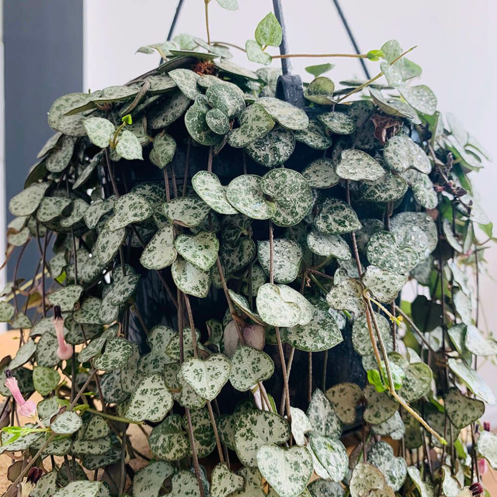 how to care for ceropegia woodii 